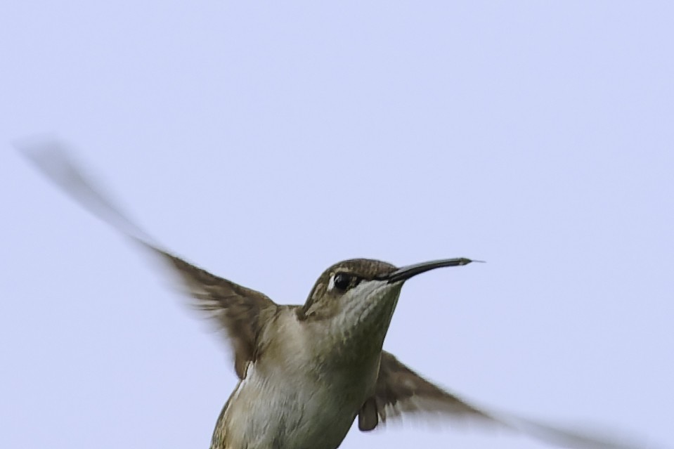 Ruby-throated Hummingbird - ML646185896
