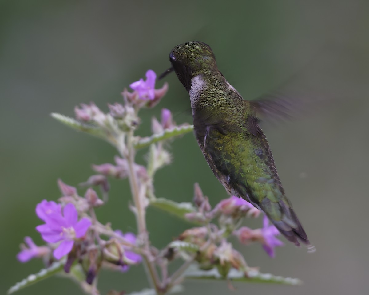 Ruby-throated Hummingbird - ML646185897