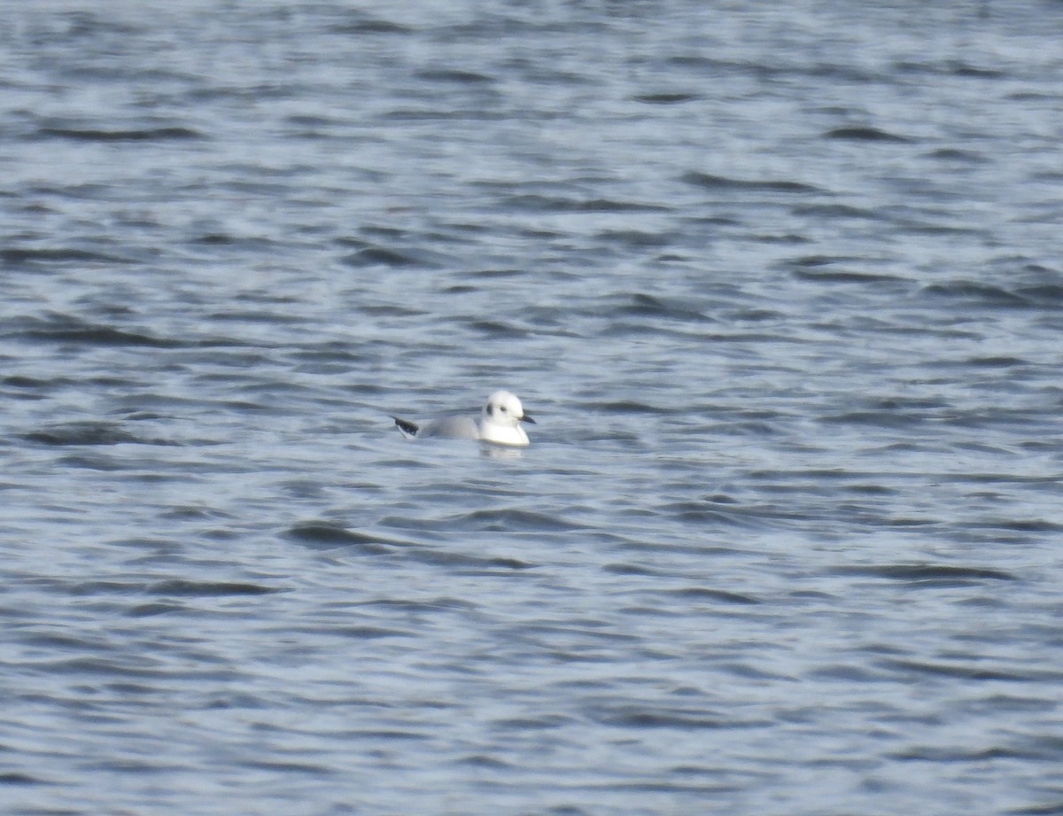Bonaparte's Gull - ML646185899