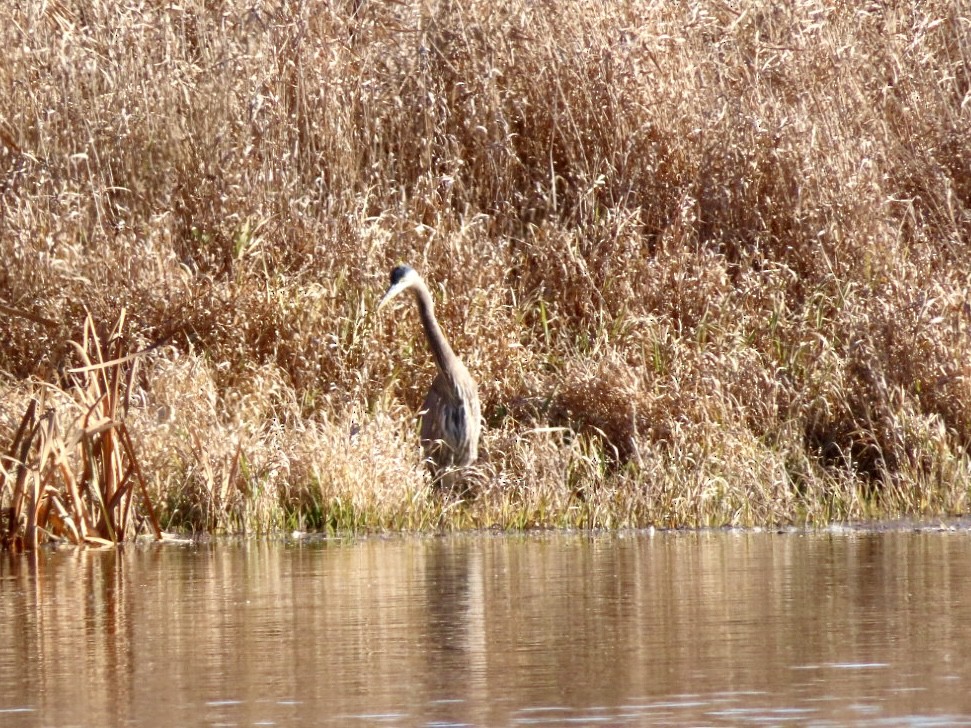 Great Blue Heron - ML646185901