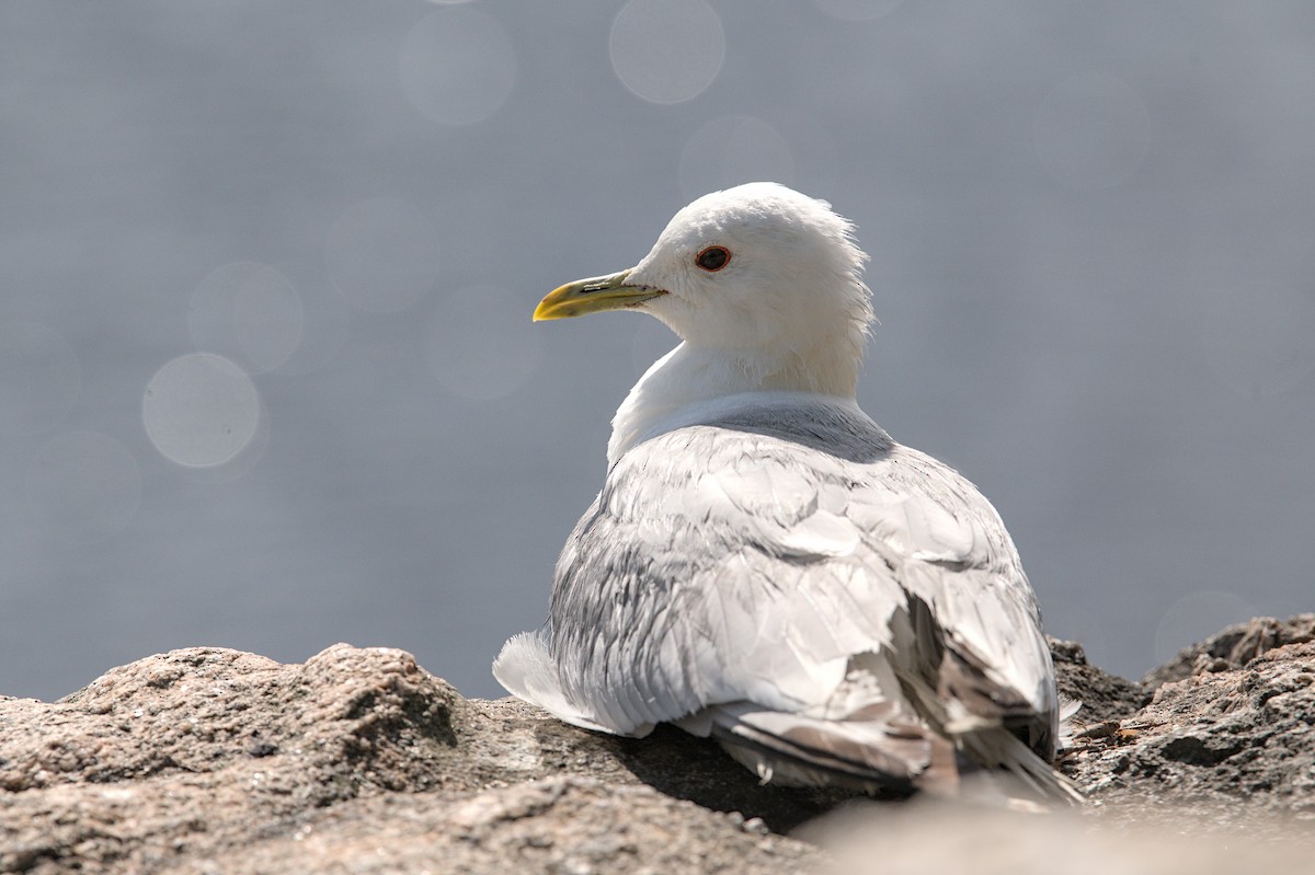 fiskemåke (canus) - ML646185905