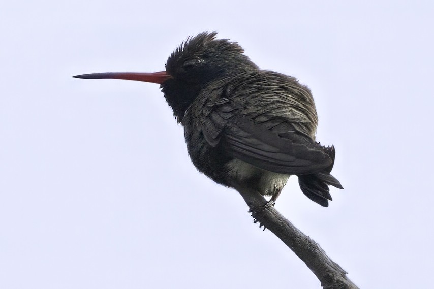 Colibrí Piquiancho de Guerrero - ML646185907