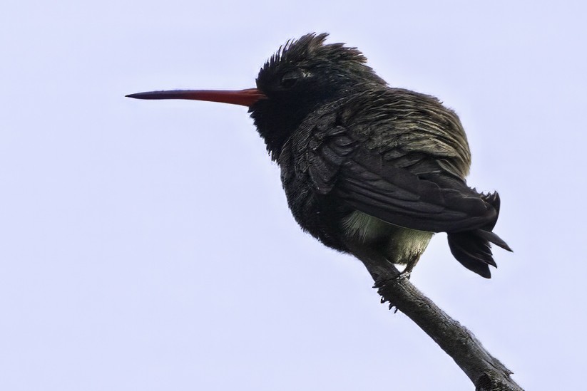 Colibrí Piquiancho de Guerrero - ML646185908