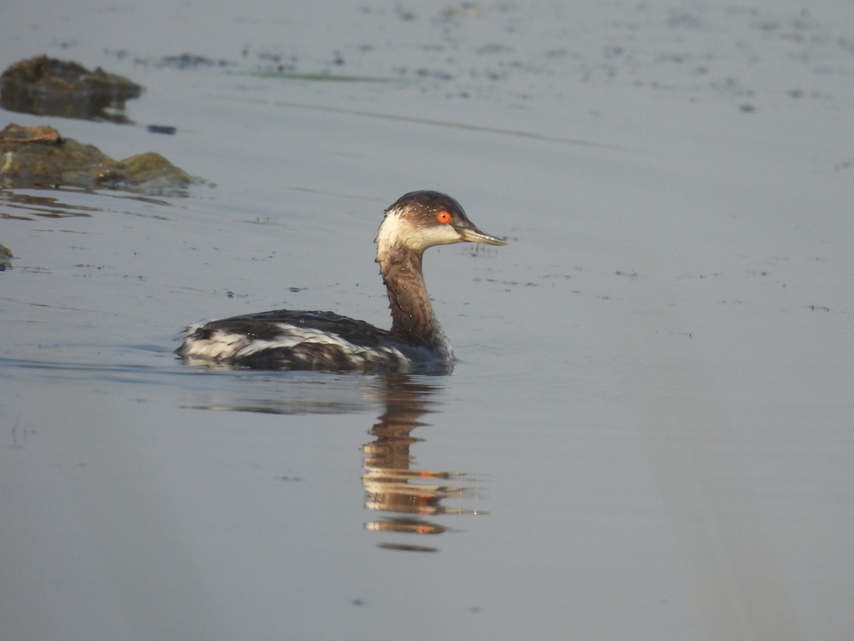 svarthalsdykker - ML646185909