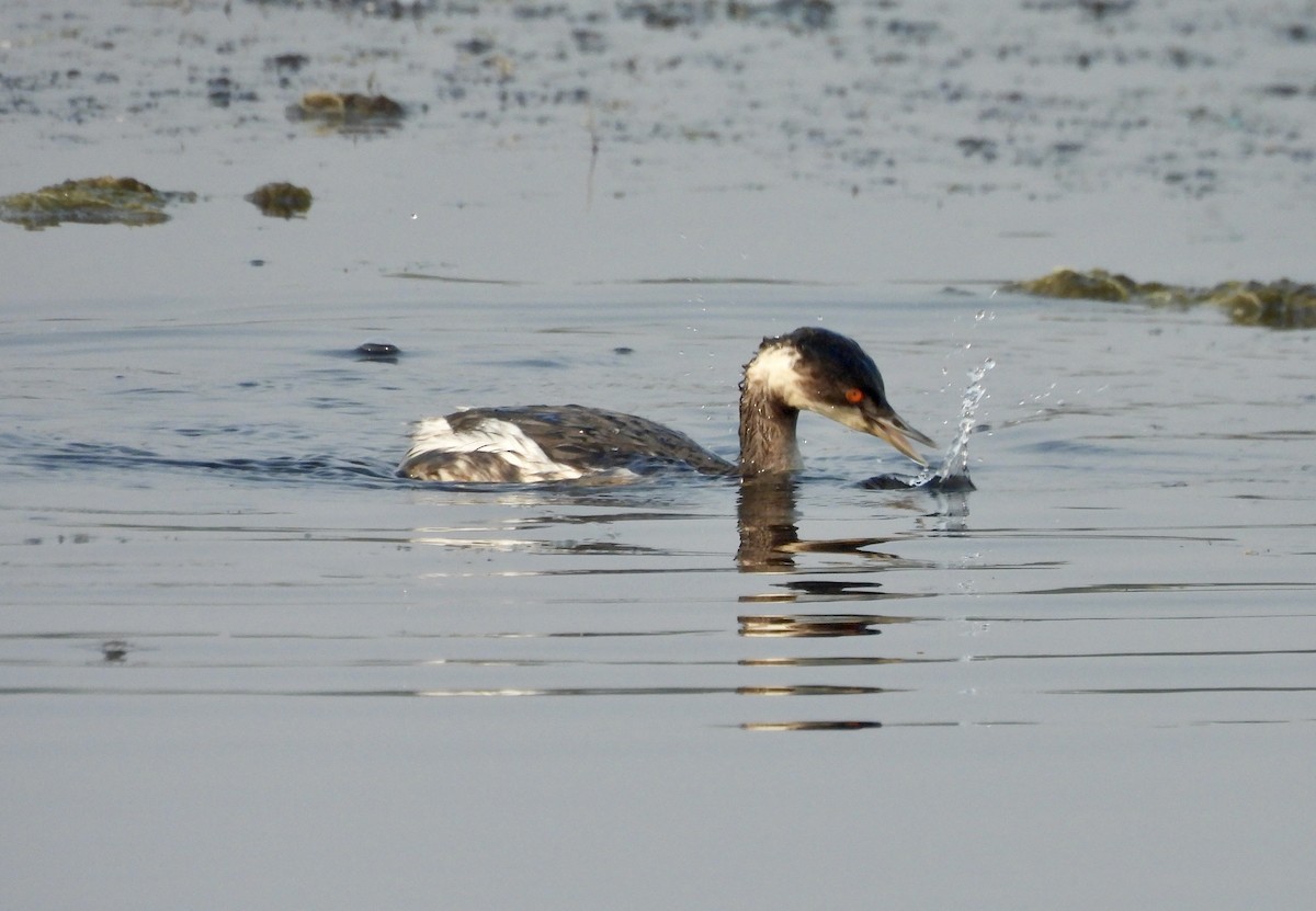 svarthalsdykker - ML646185910