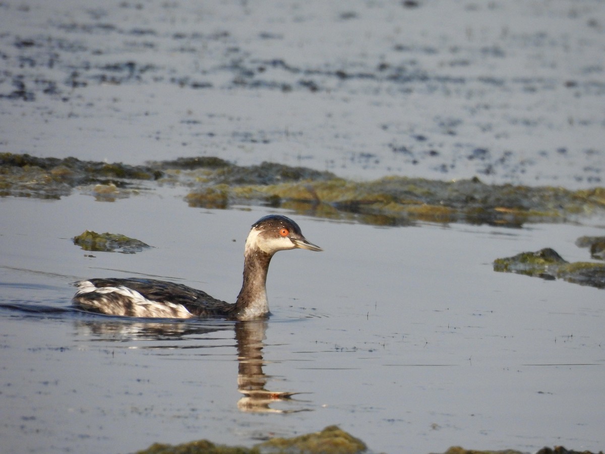 svarthalsdykker - ML646185911