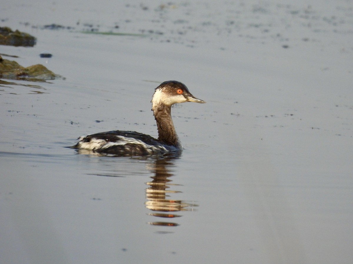 svarthalsdykker - ML646185912