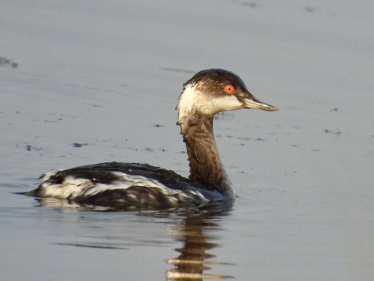 svarthalsdykker - ML646185913