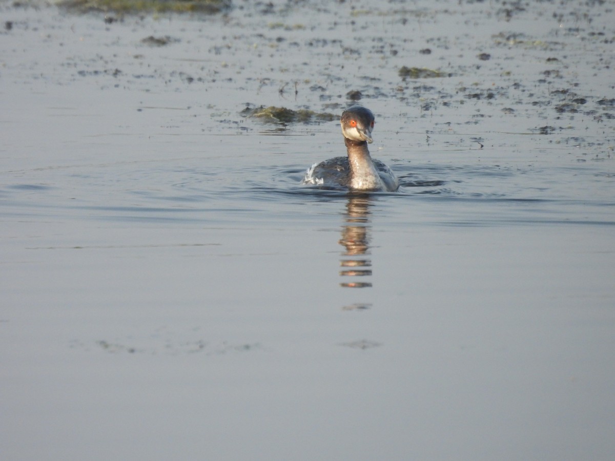 svarthalsdykker - ML646185915