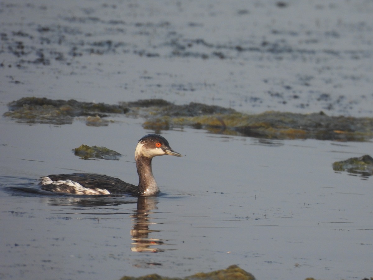 svarthalsdykker - ML646185916