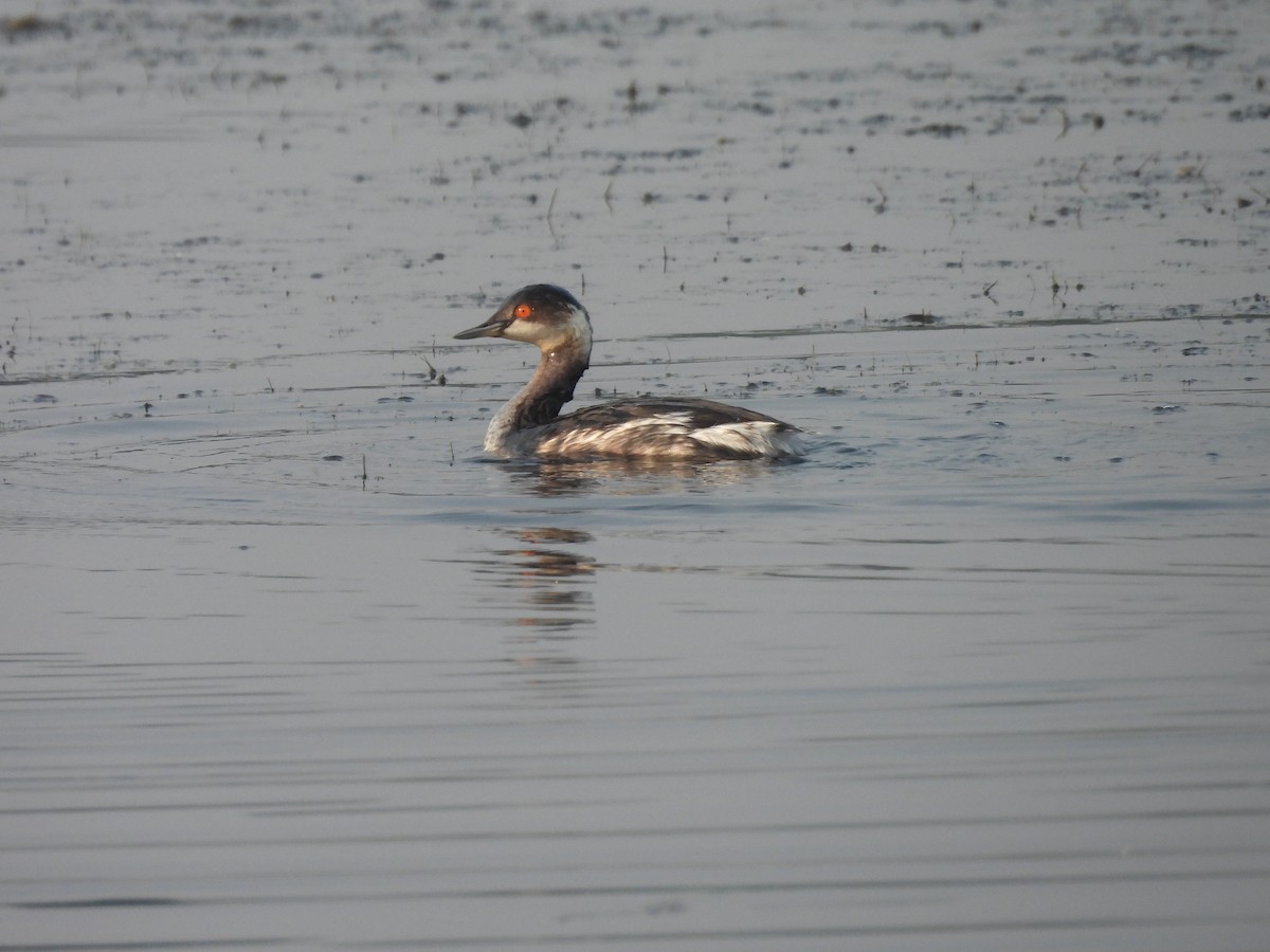 svarthalsdykker - ML646185917