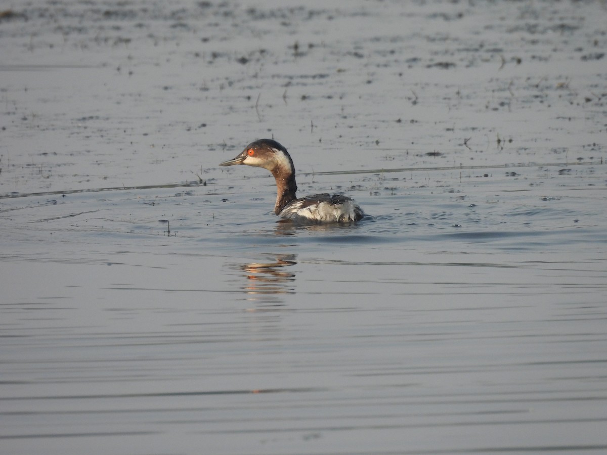 svarthalsdykker - ML646185918