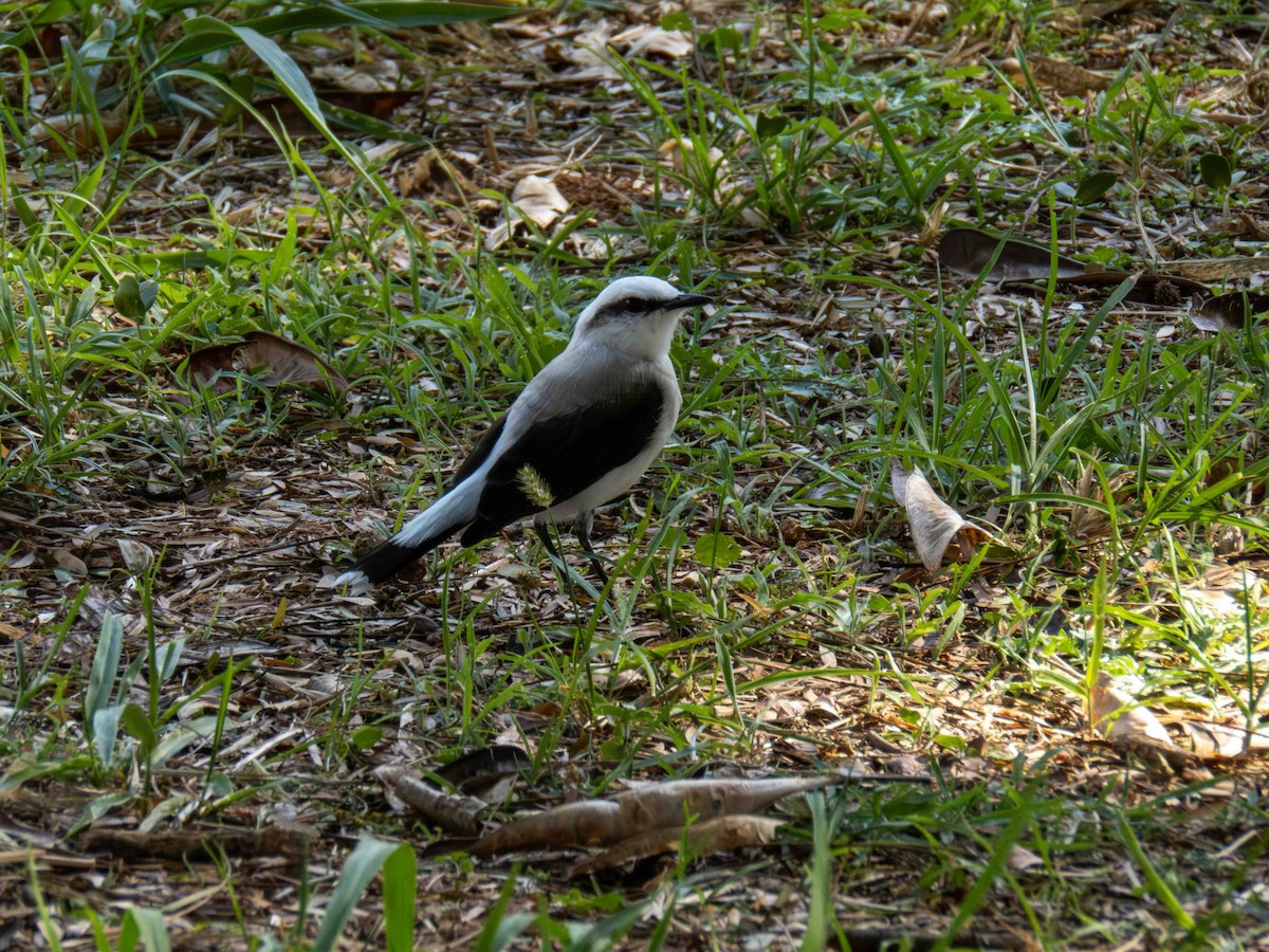 Masked Water-Tyrant - ML646185919