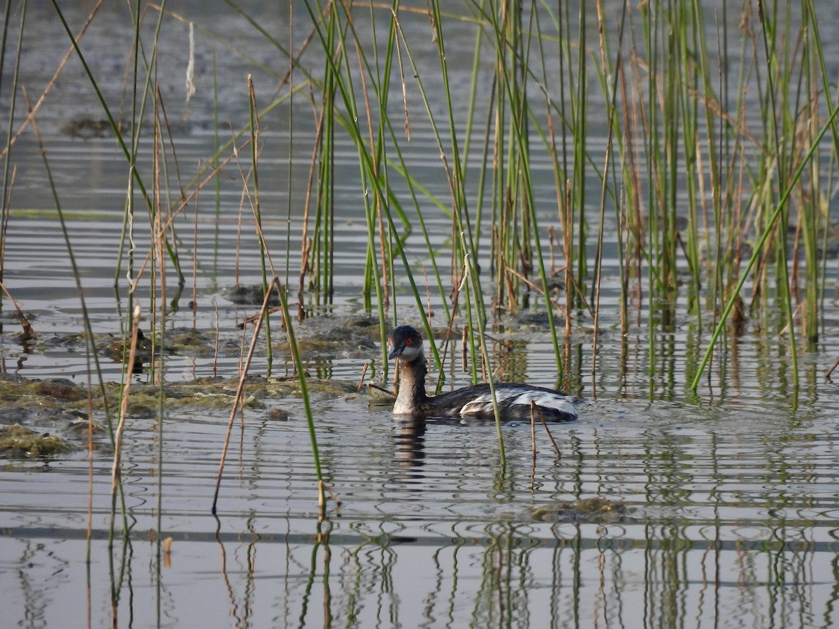 svarthalsdykker - ML646185920