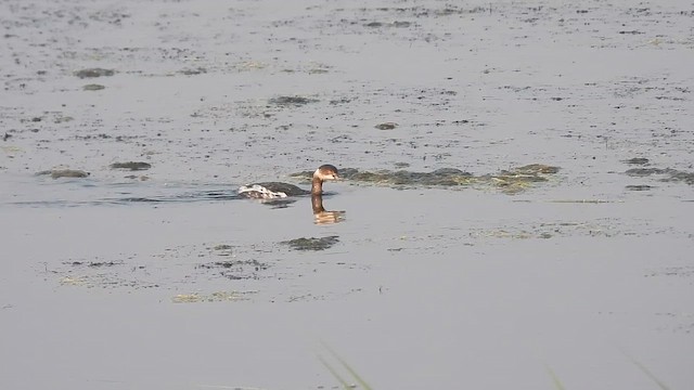 svarthalsdykker - ML646185921