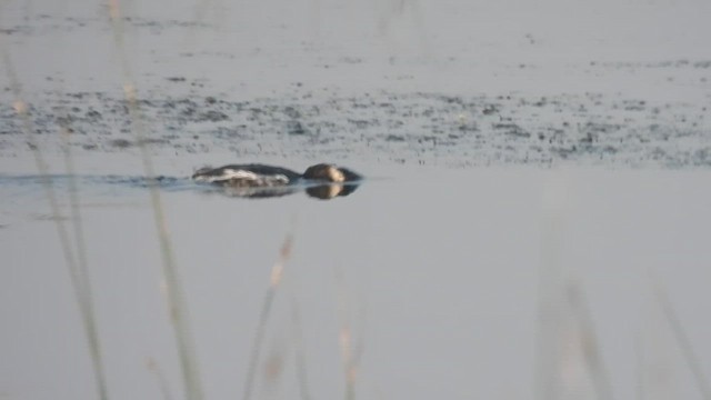 Kara Boyunlu Batağan - ML646185922