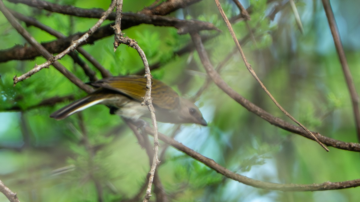 gråvokseter - ML646185923