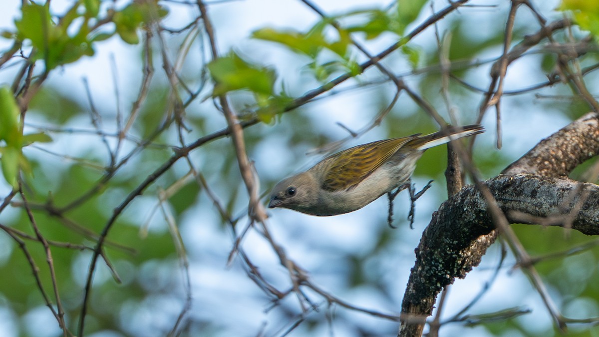 gråvokseter - ML646185924