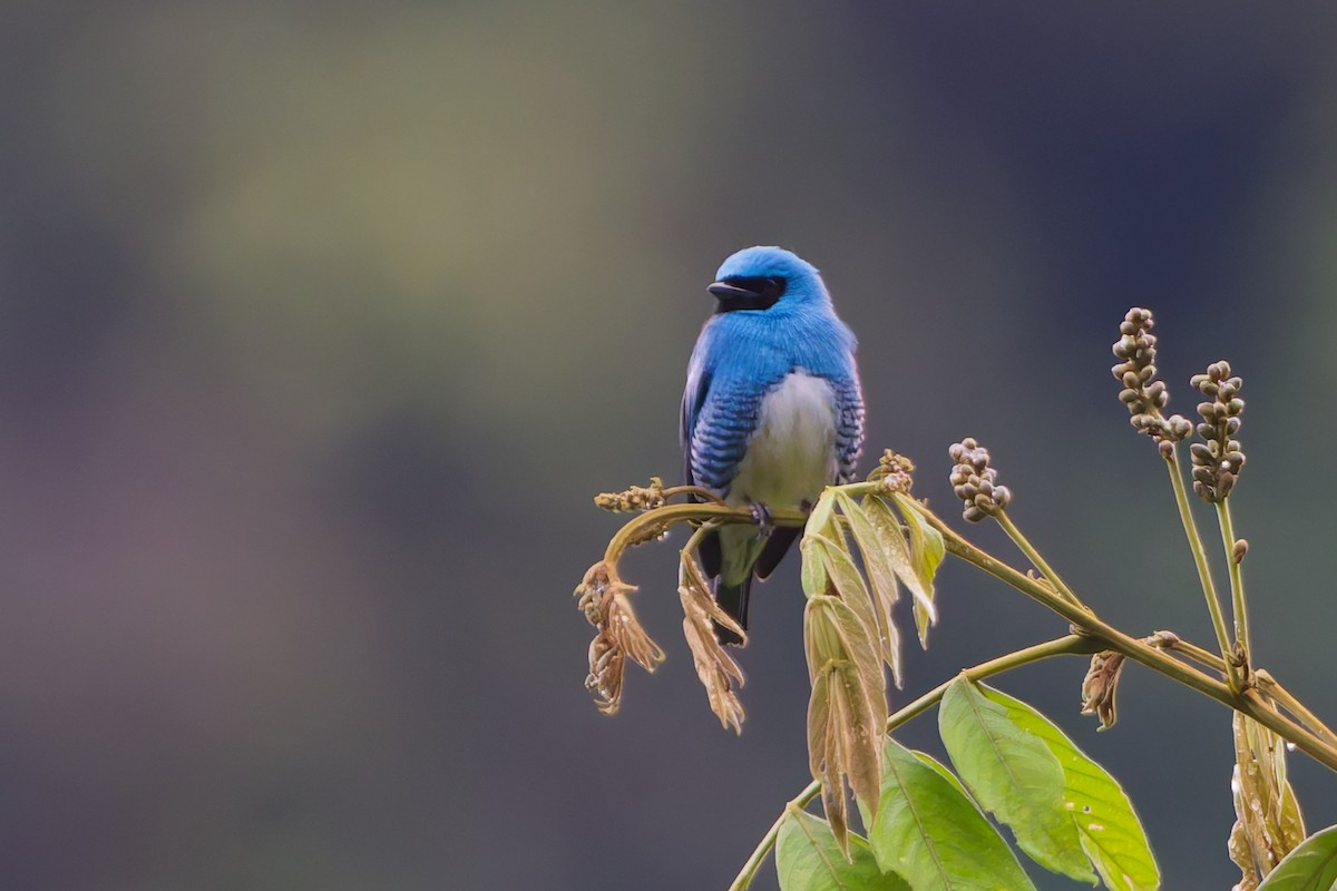 svaletanagar - ML646185925