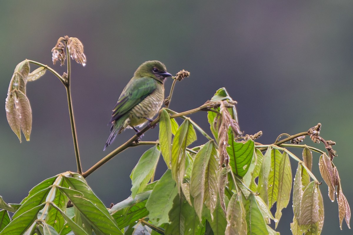 svaletanagar - ML646185926