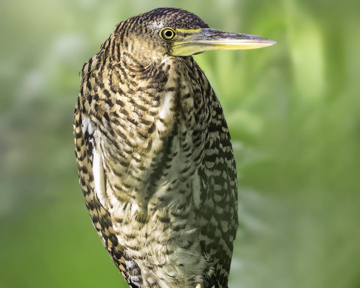 gråkinntigerhegre - ML646185927