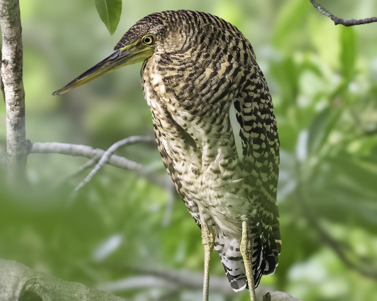 gråkinntigerhegre - ML646185928