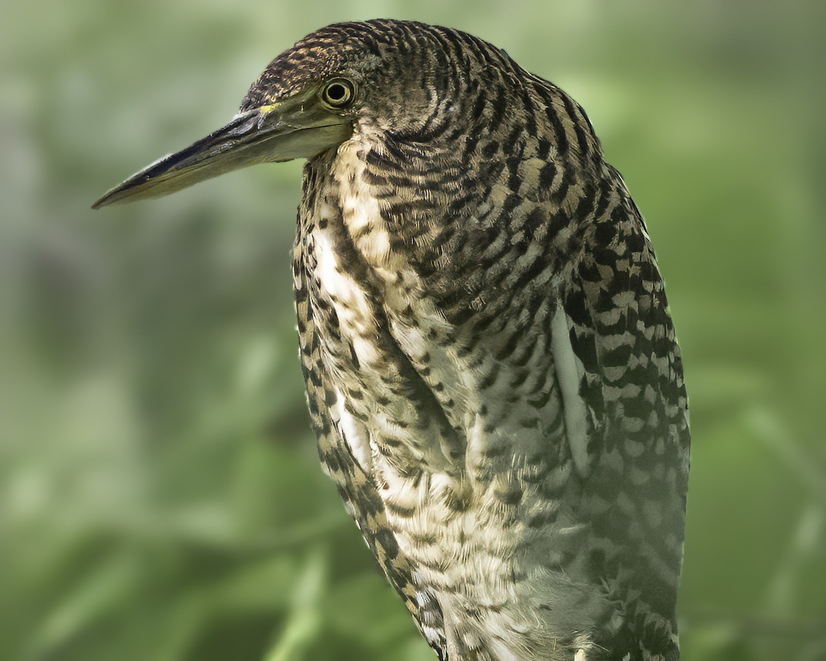 gråkinntigerhegre - ML646185929