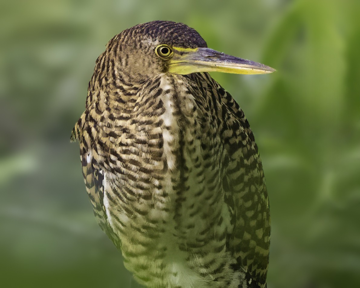 gråkinntigerhegre - ML646185930