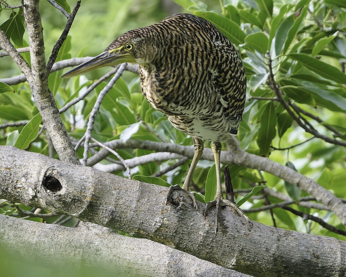 gråkinntigerhegre - ML646185931