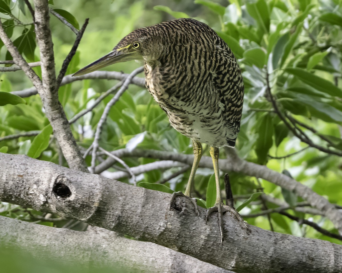 gråkinntigerhegre - ML646185932