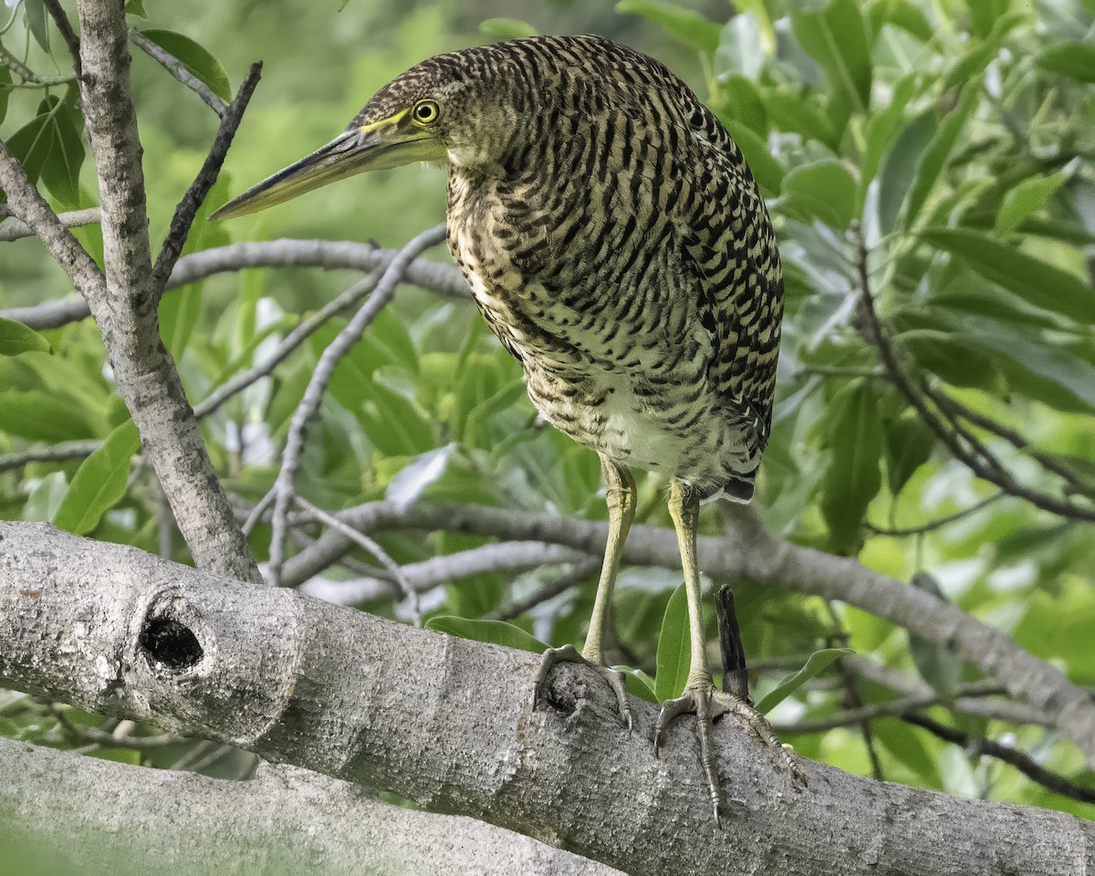 gråkinntigerhegre - ML646185933