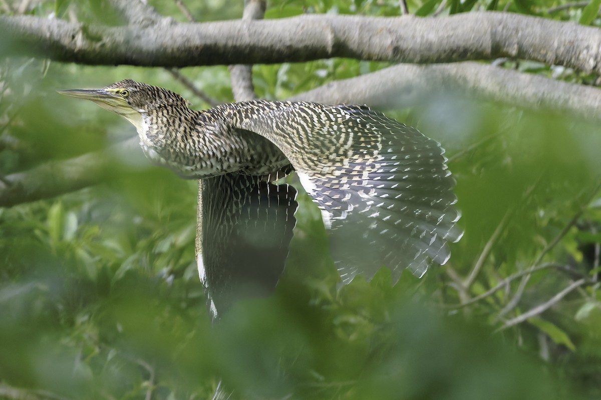 gråkinntigerhegre - ML646185934