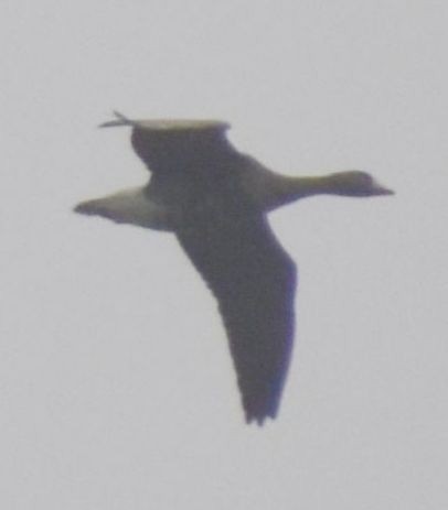 tundragås - ML646185937