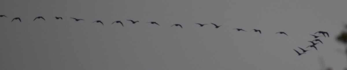 tundragås - ML646185938