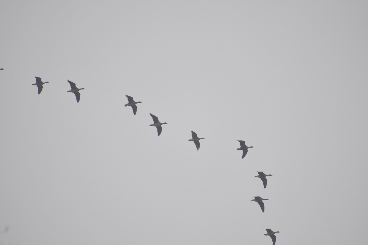 tundragås - ML646185940