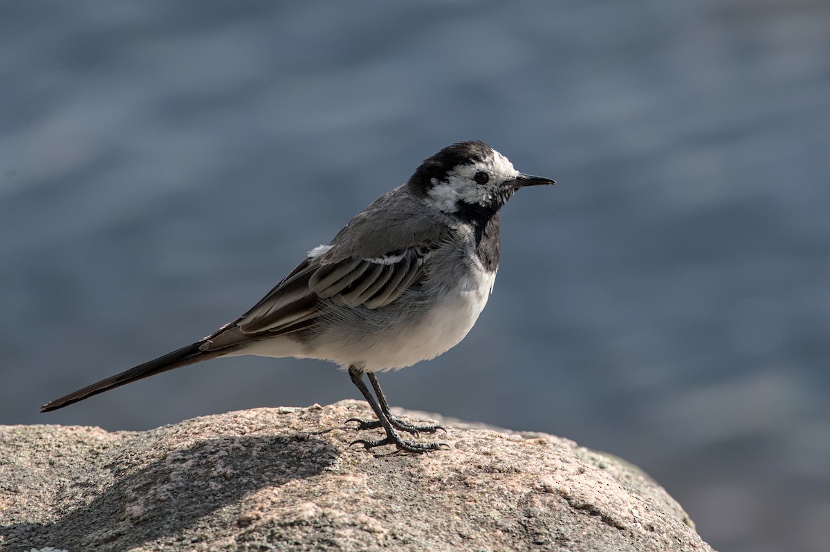 linerle (alba/dukhunensis) - ML646185941