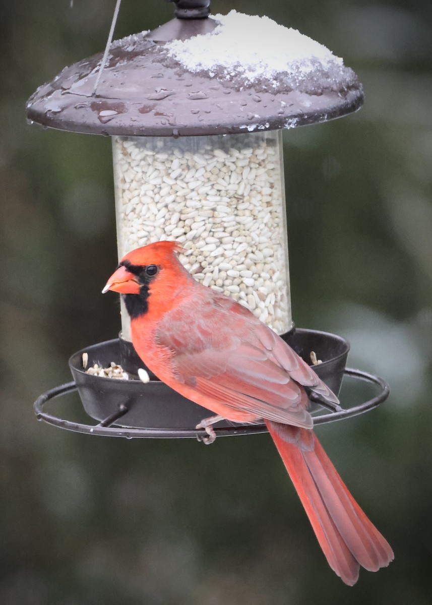 rødkardinal - ML646185944