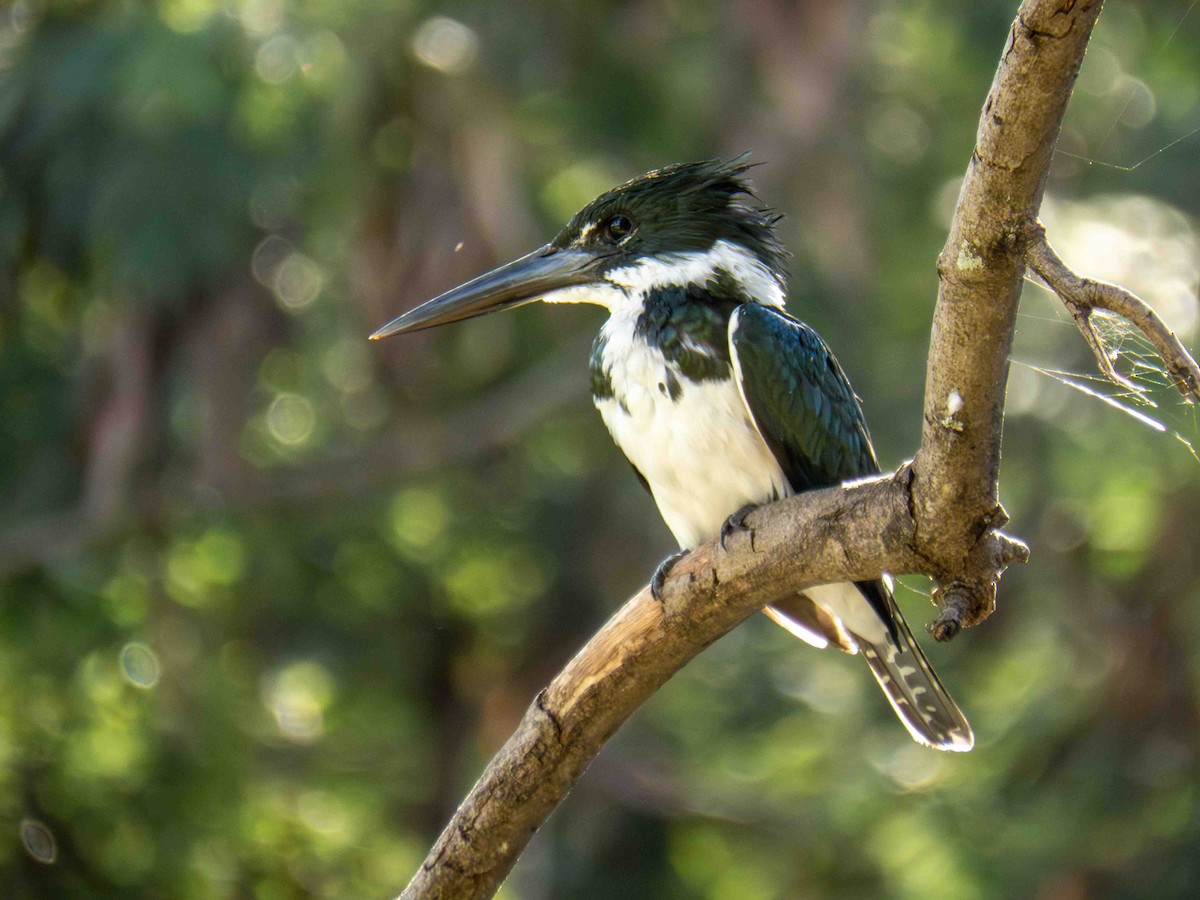 Amazon Kingfisher - ML646185947