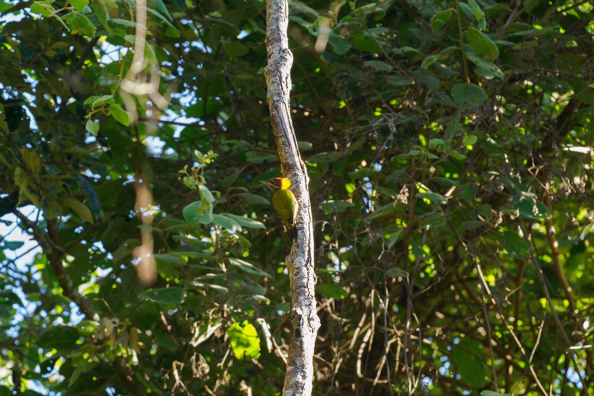 Pito Crestigualdo - ML646185948