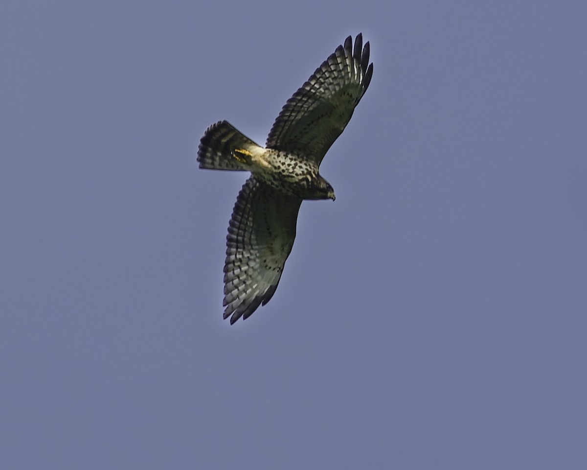 Broad-winged Hawk - ML646185960
