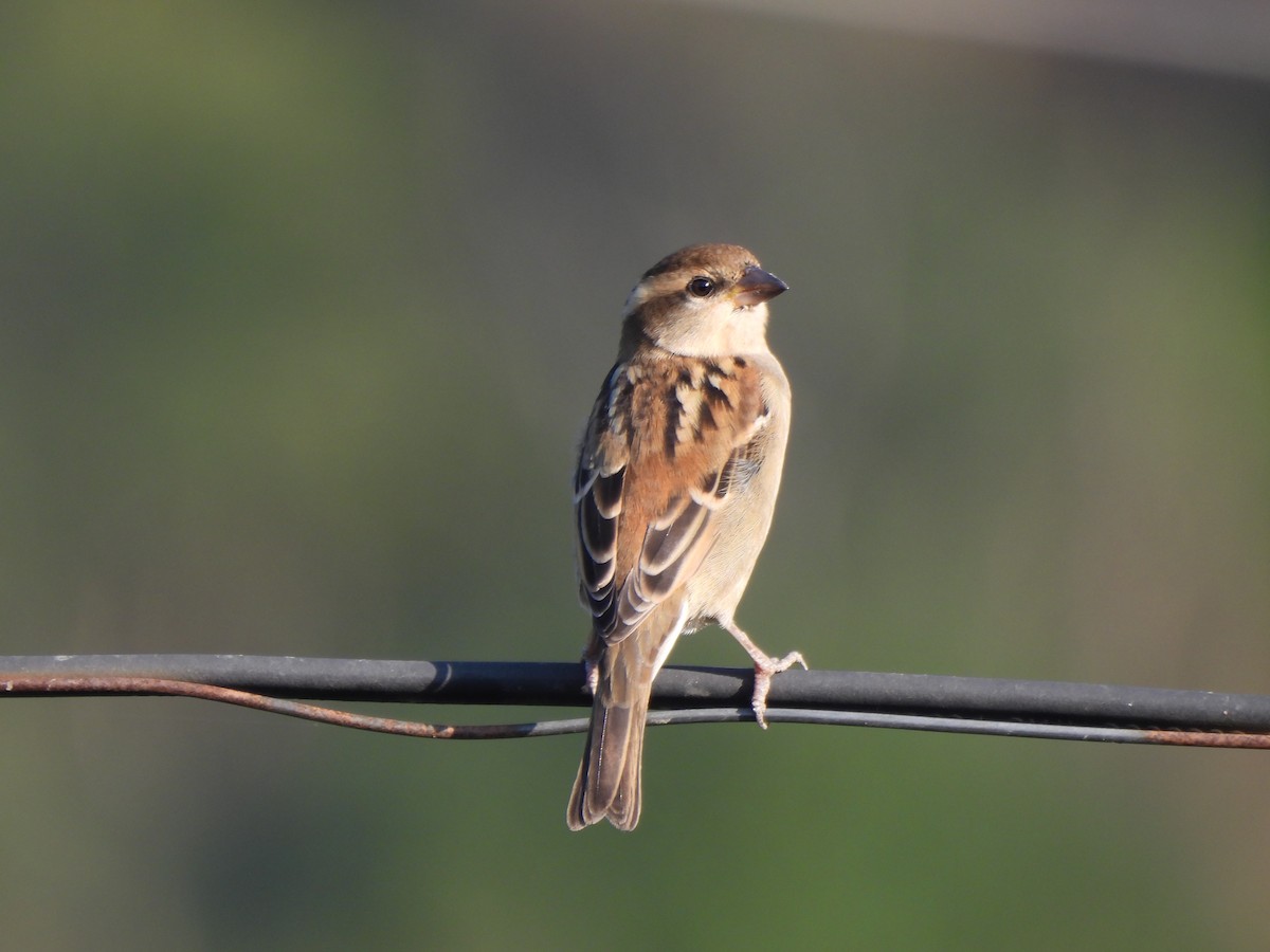 山麻雀 - ML646185961