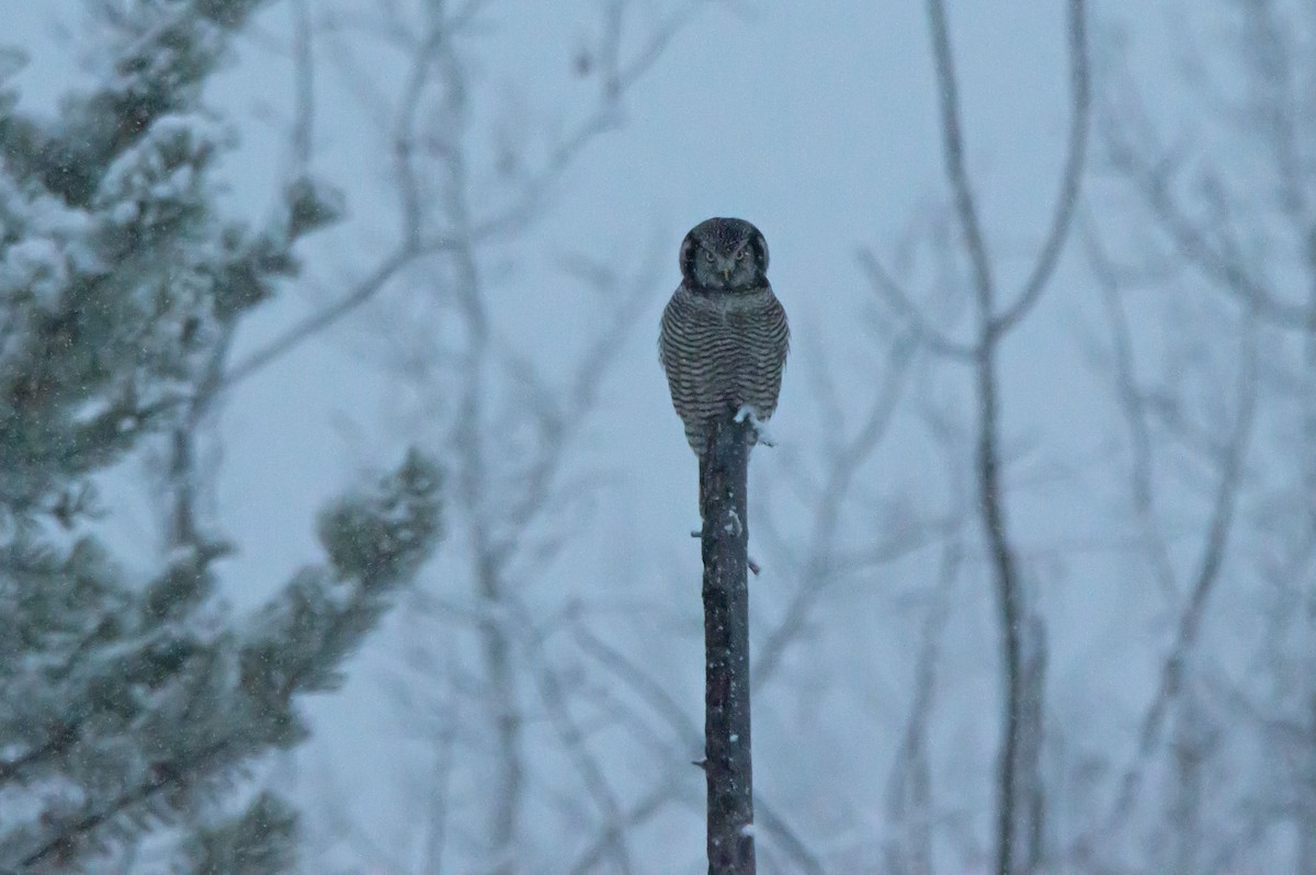 Харсуун ууль - ML646185962