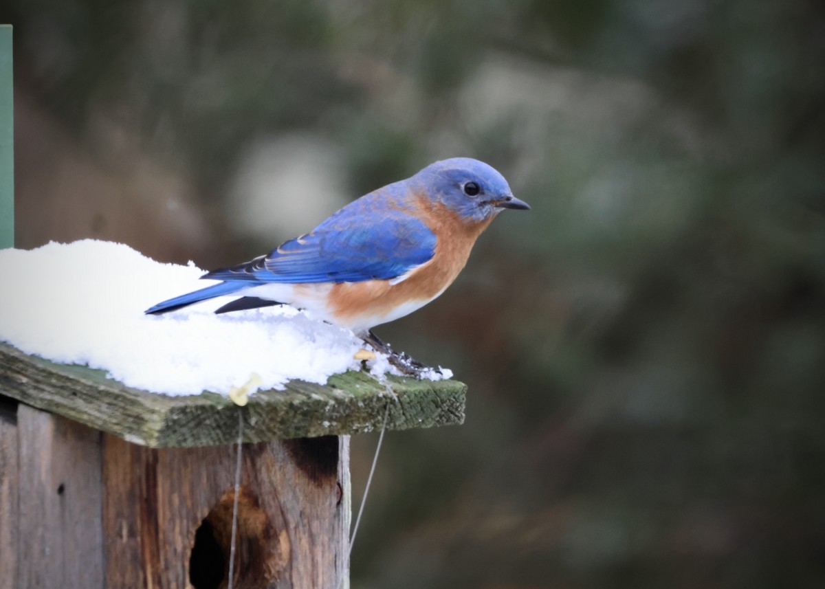 Azulejo Oriental - ML646185963