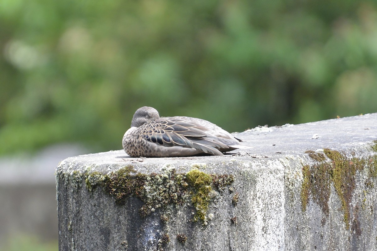 Andenente (andium) - ML646185965