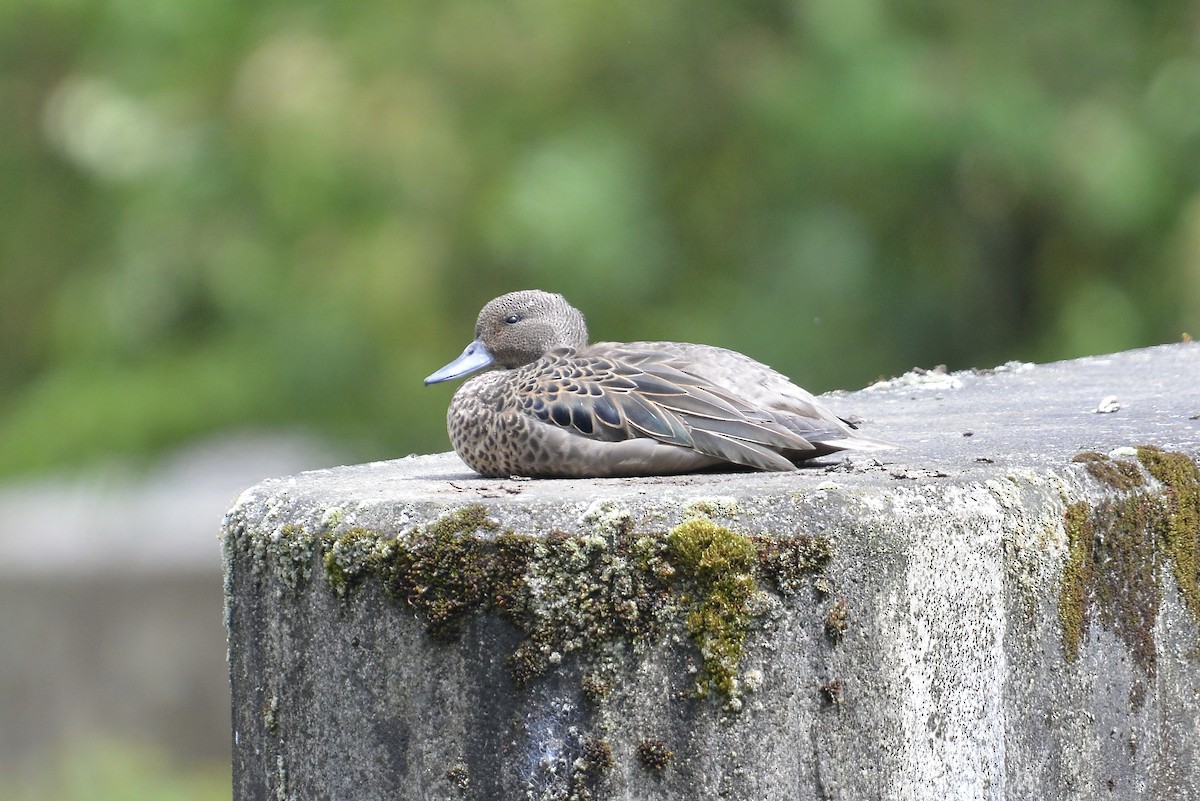 Andenente (andium) - ML646185966