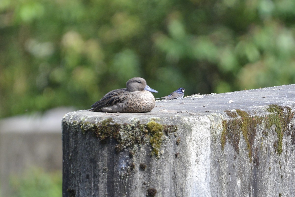 Andenente (andium) - ML646185968