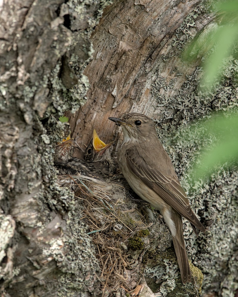 Spotted Flycatcher - ML646185975