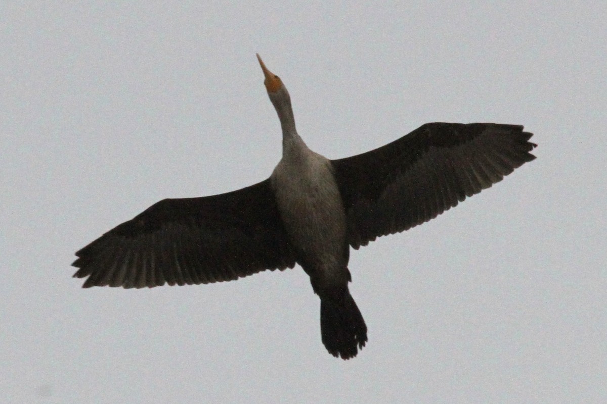Double-crested Cormorant - ML646185990