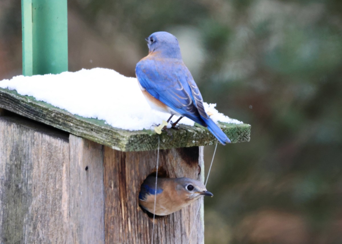 Azulejo Oriental - ML646185991