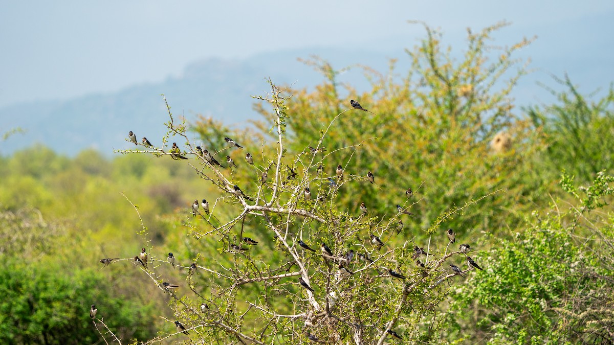 Ластівка сільська - ML646185994